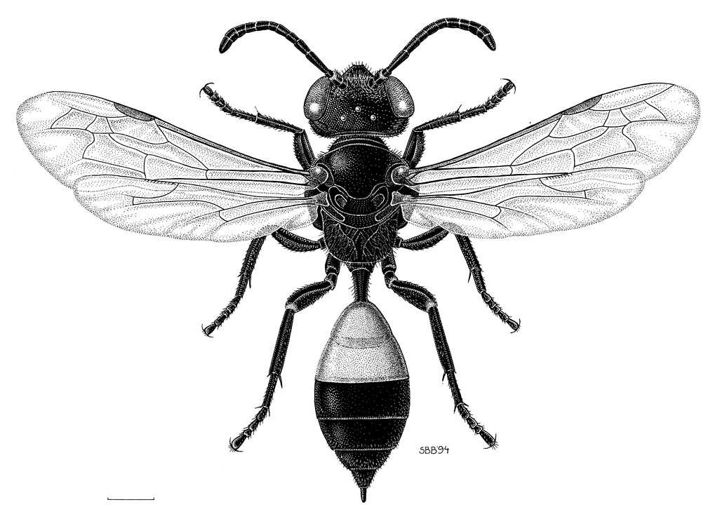 Siberische cicadendoder