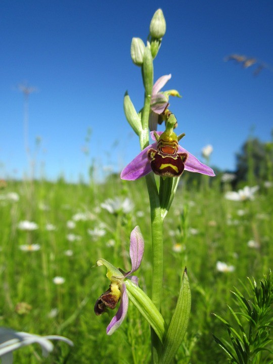 Bijenorchis