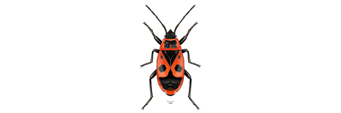 Vuurwants (Pyrrhocoris aptera)