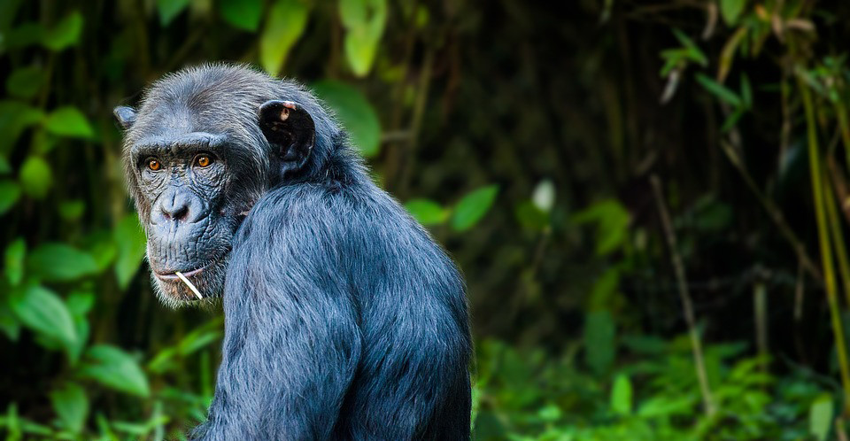 Chimpansee (mensaap)