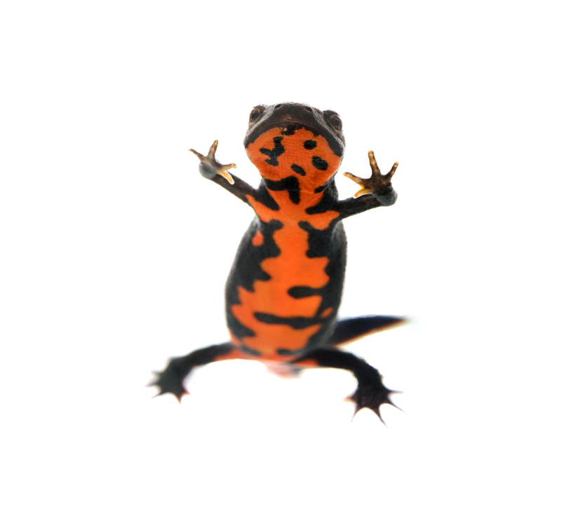 Buik Chinese vuurbuiksalamander