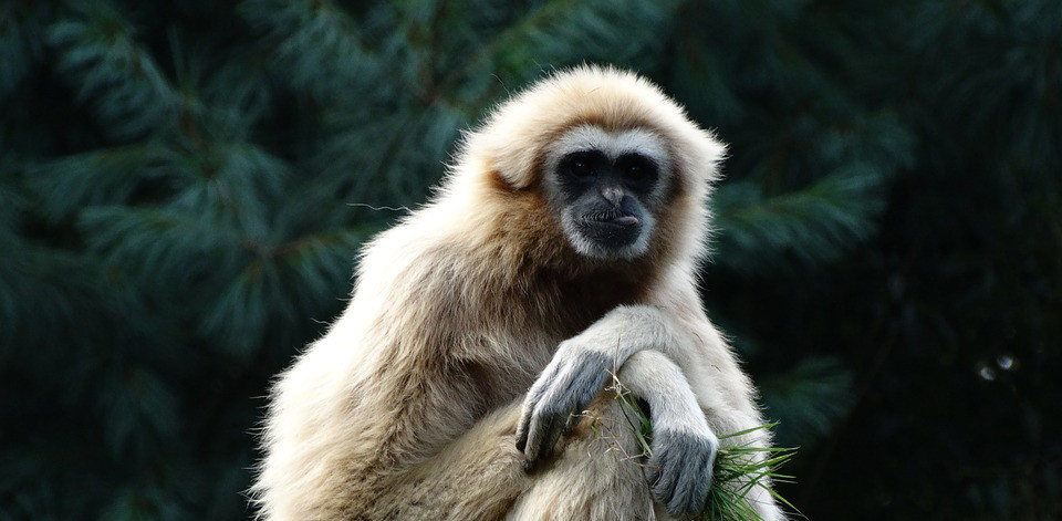 Withandgibbon (mindere mensaap)