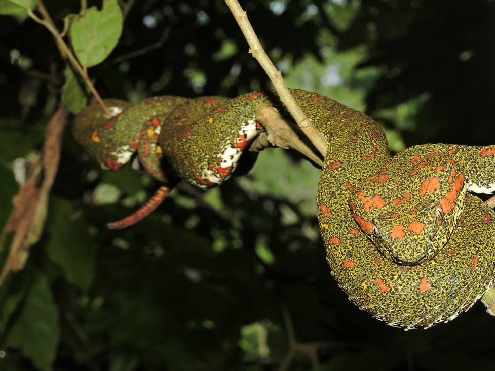 Schlegels Groefkopadder (groen/bruin)