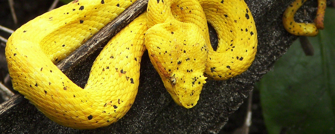 Schlegels Groefkopadder (geel)