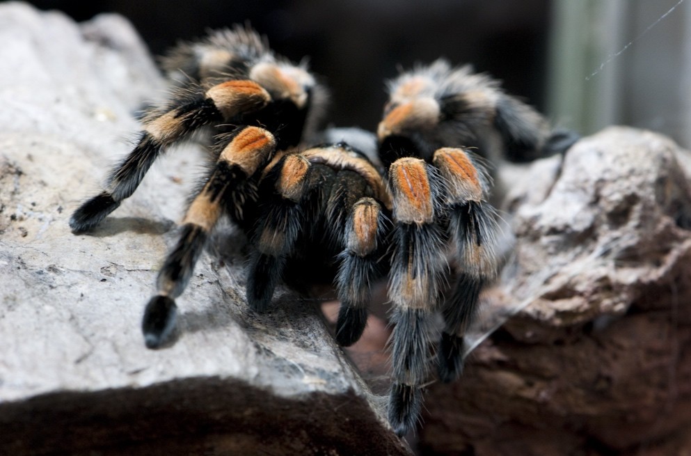 Roodknievogelspin 2 (Brachypelma smithi)