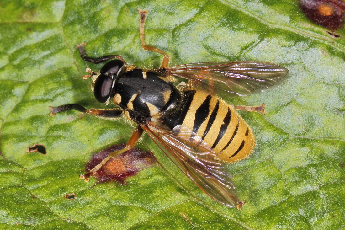 Echte wespvlieg | Natuurwijzer