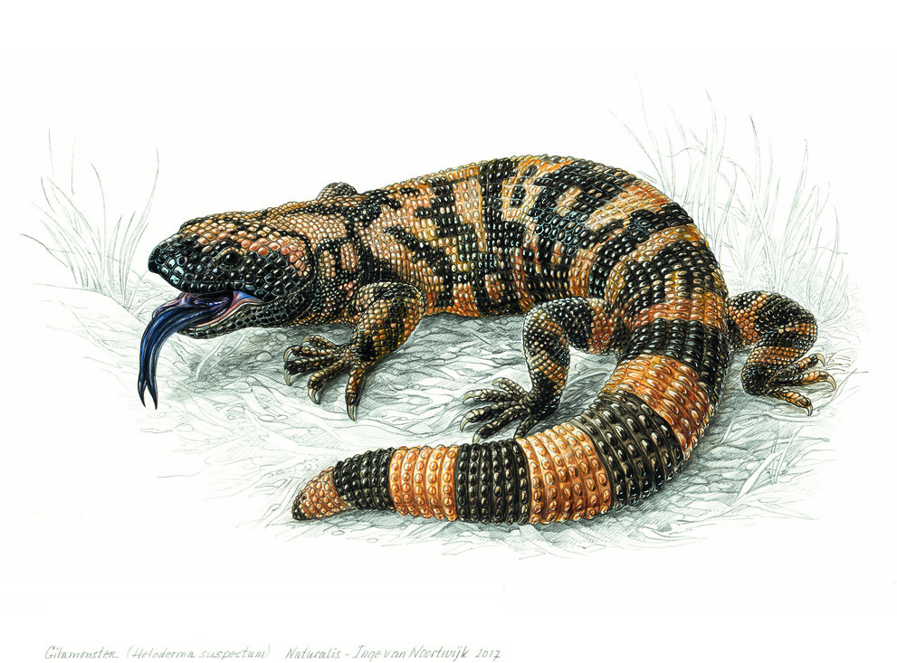 Aquarel van het gilamonster