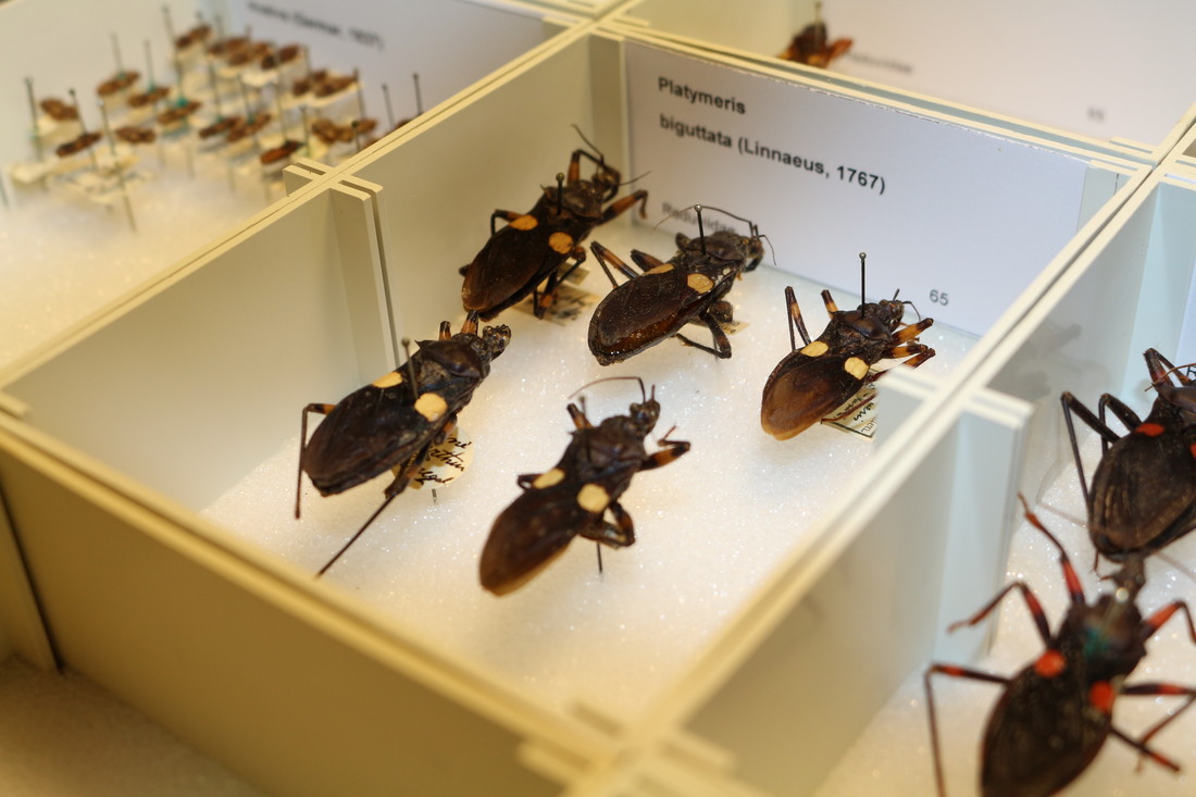 Witgevlekte roofwantsen (Platymeris biguttata) collectie