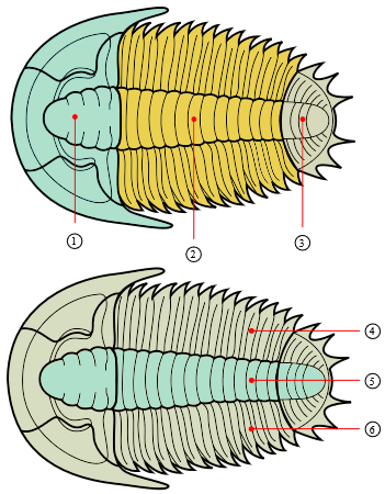 Trilobieten 2