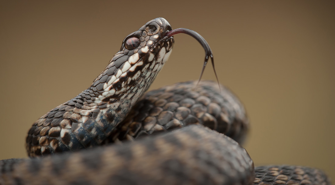 Adder 2 (Vipera berus)