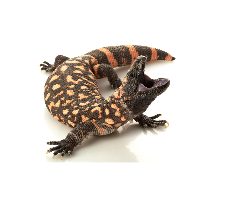 Gilamonster Heloderma suspectum