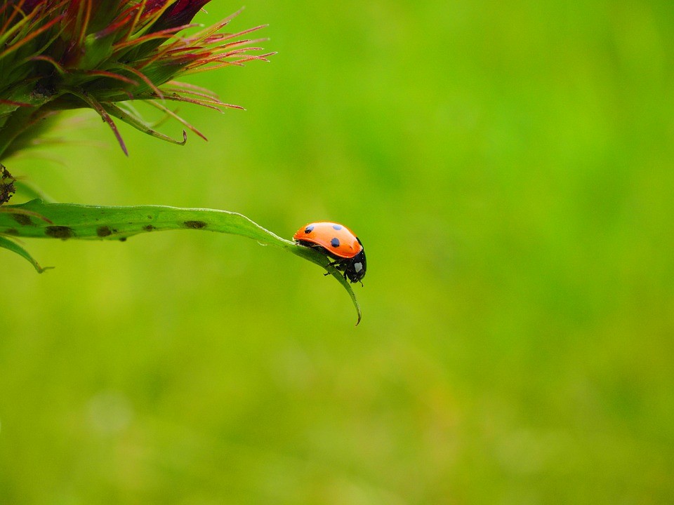 Rood lieveheersbeestje