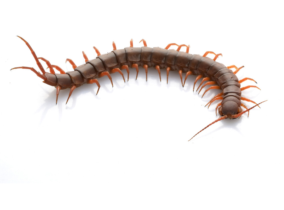 Reuzenduizendpoot (Scolopendra subspinites)