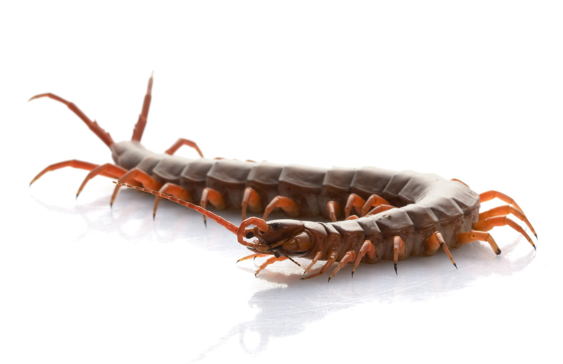 Reuzenduizendpoot (Scolopendra subspinites)