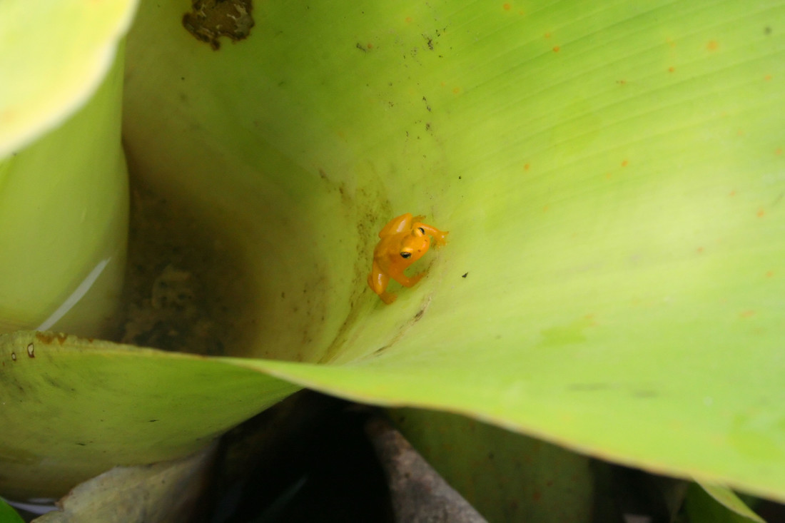 Gifkikker en bromelia