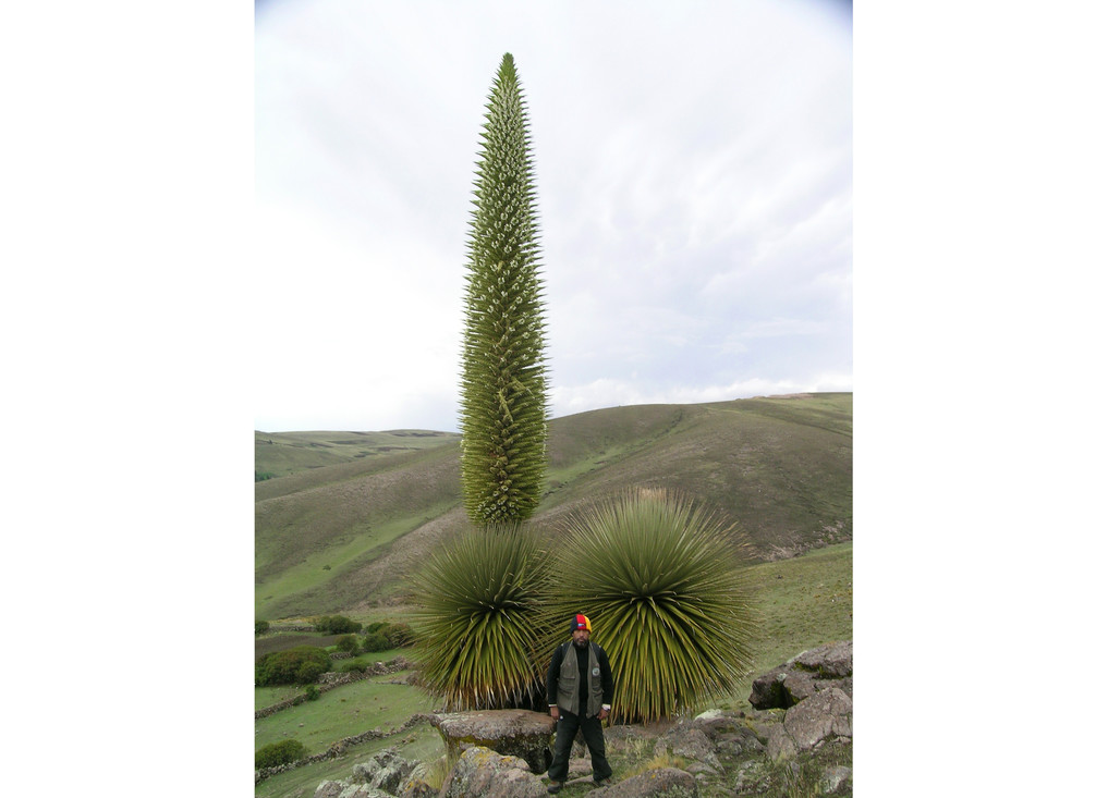 Puya raimondii