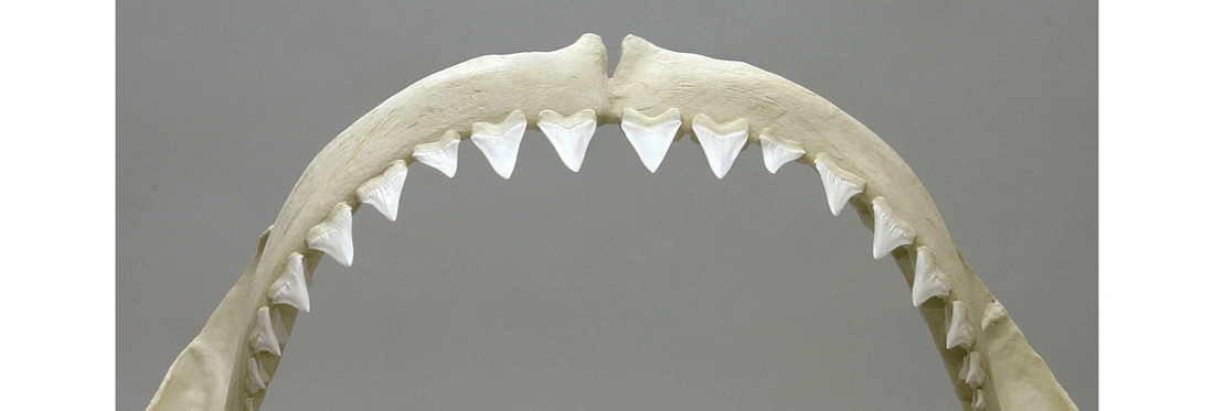 Megatanden van een witte haai