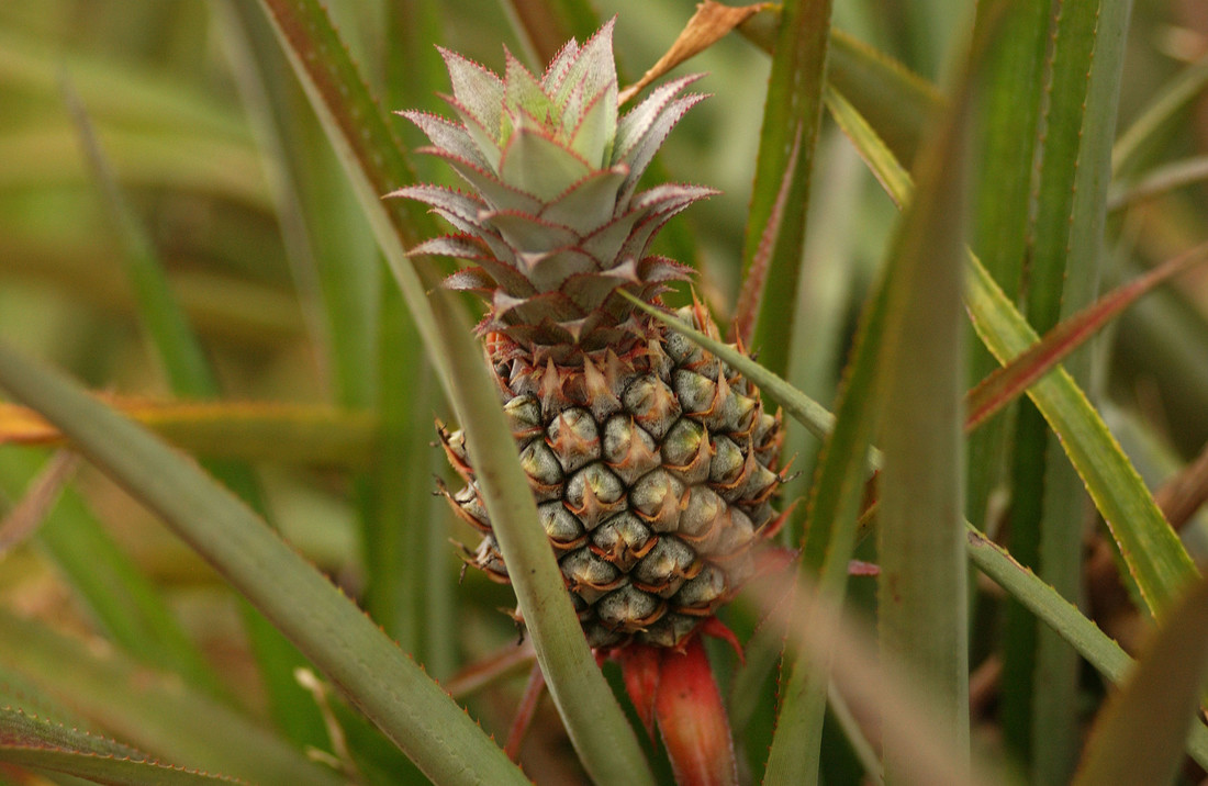 Ananas