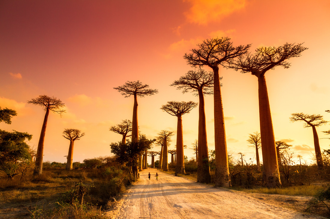 Madagascar Baobab