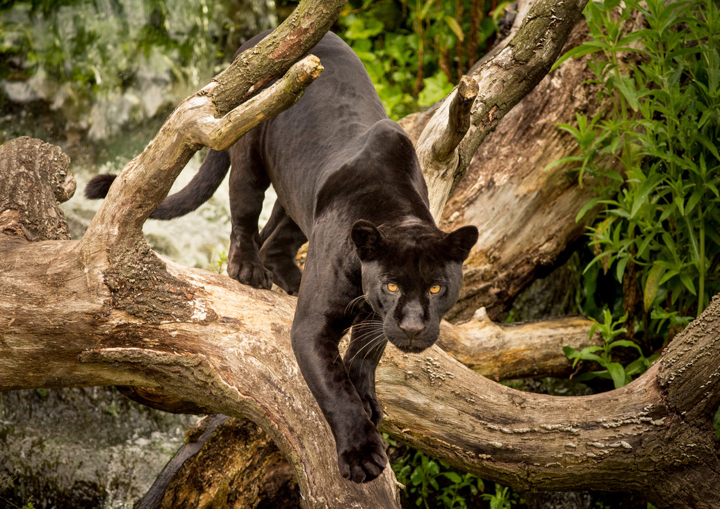 Big Black Wild Cat Breeds