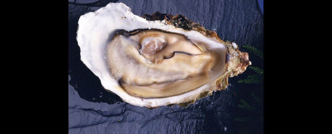 Oester