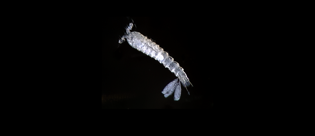 Copepod