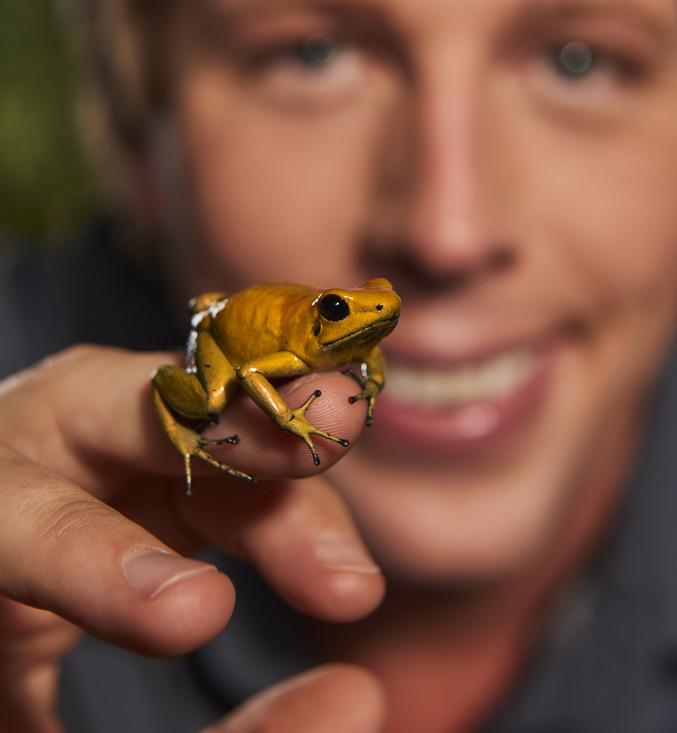 Dr. Freek Vonk met een geelgouden pijlgifkikker