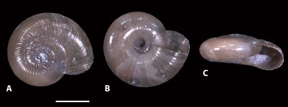 Glyphyalus quillensis
