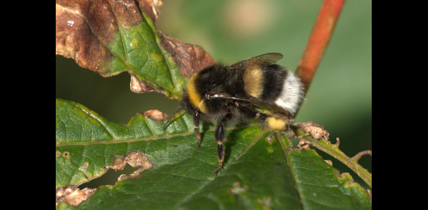 Grote veldhommel