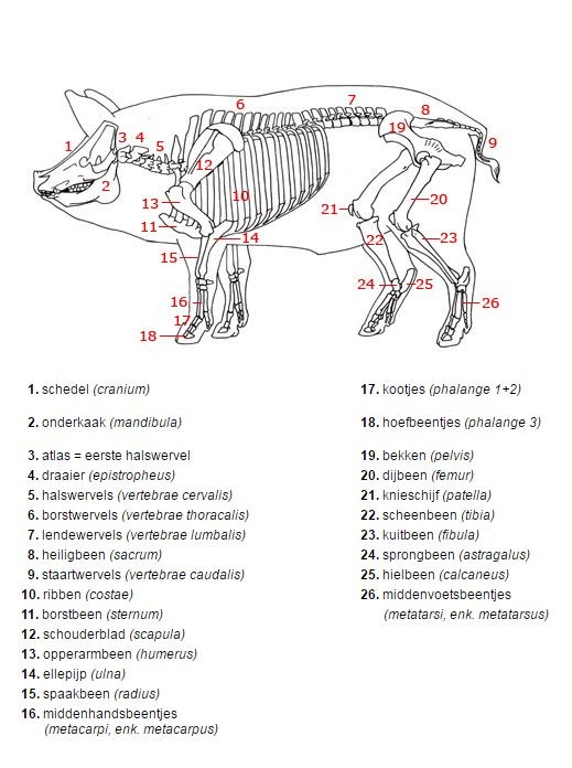 Skelet varken