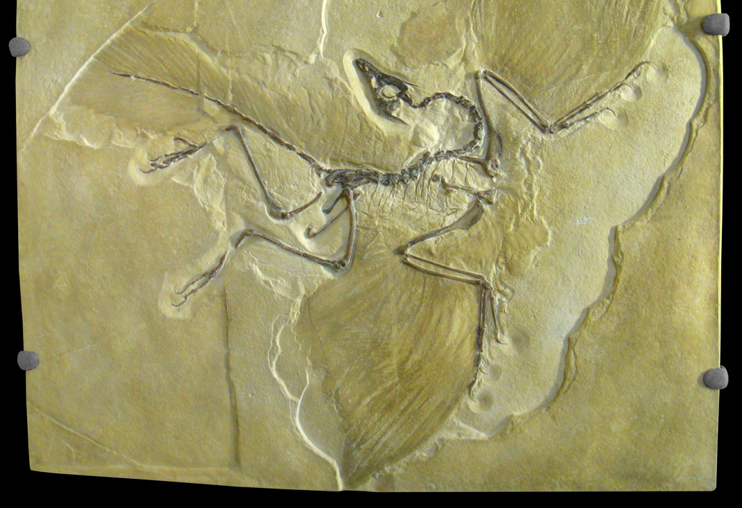 Archaeopteryx