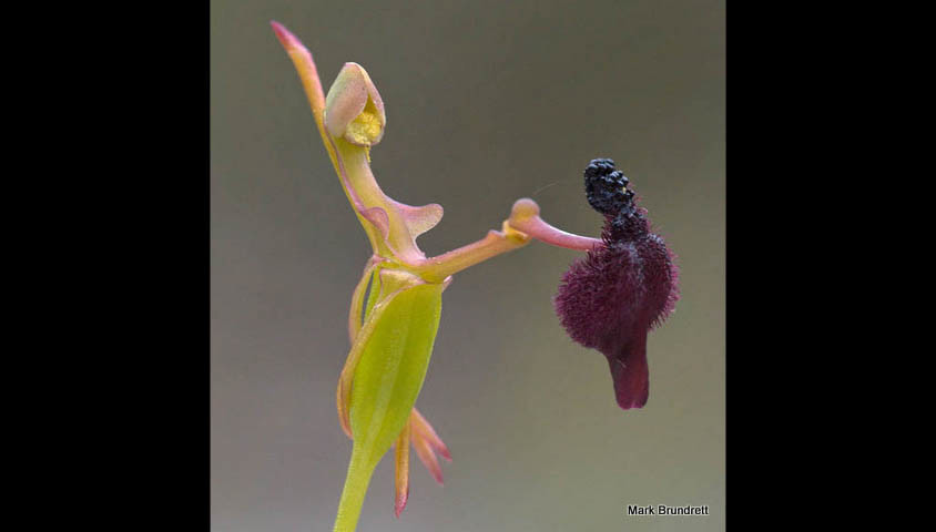 De Australische hamerorchidee