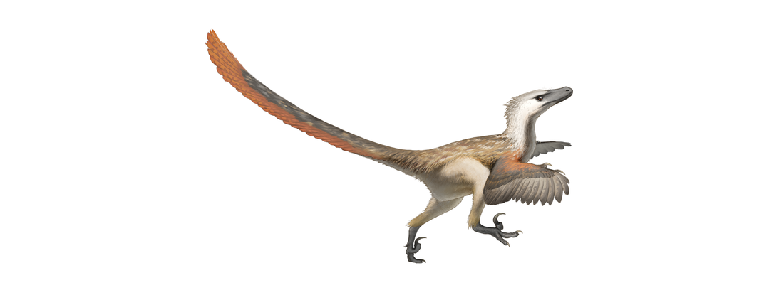 Zo zou de Velociraptor er in het echt hebben kunnen uitzien: van kop tot staart onder de veren. 