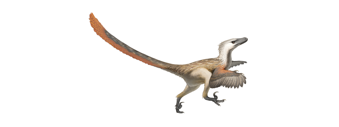 Zo zou de Velociraptor er in het echt hebben kunnen uitzien: van kop tot staart onder de veren.