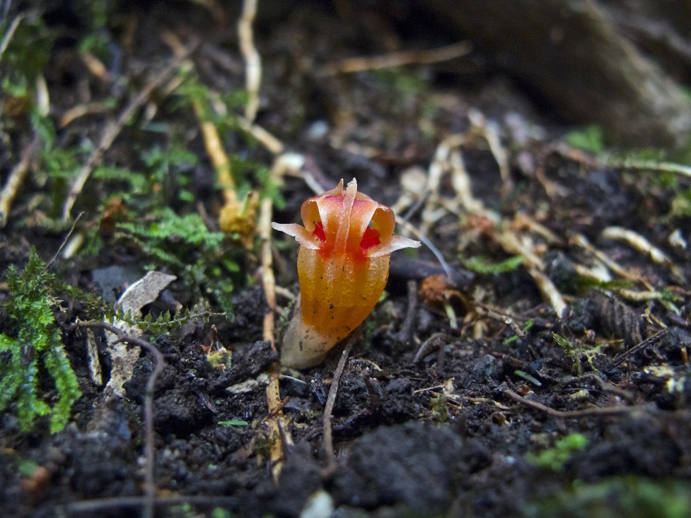 Één van de bedriegende plantjes