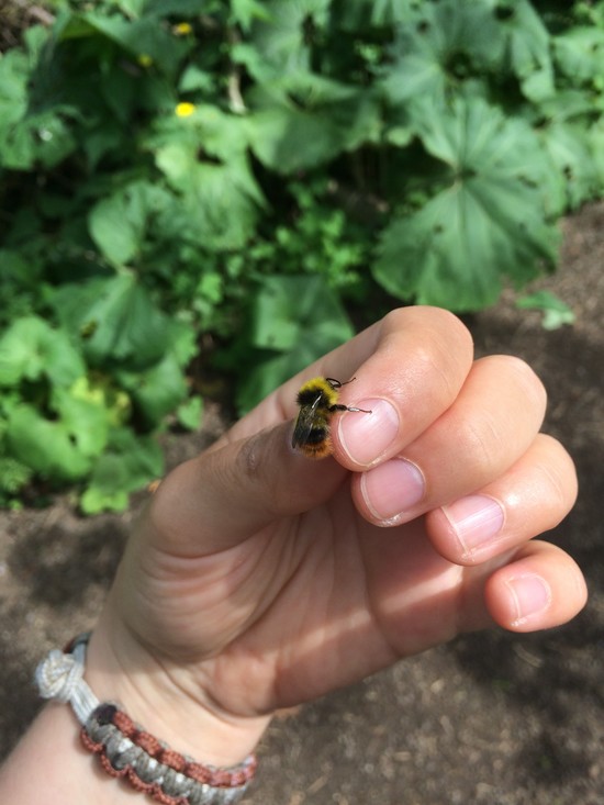 Mannetje weidehommel