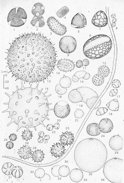 Verschillende soorten pollen