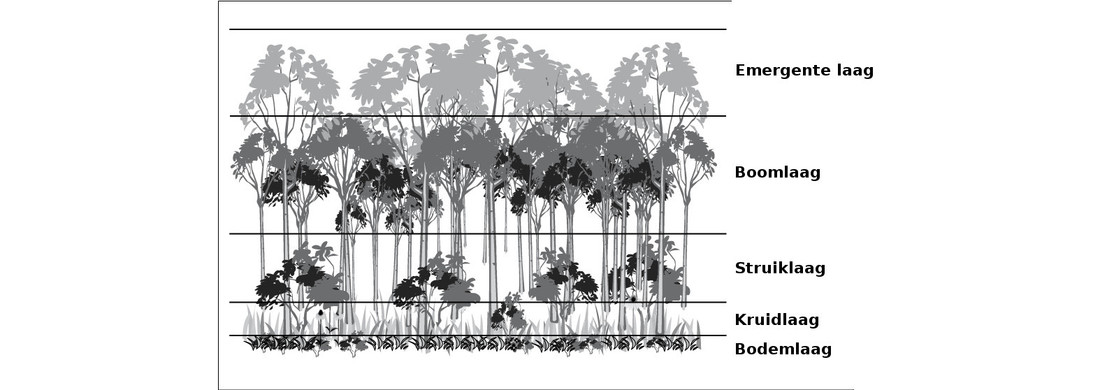 De etages van het regenwoud