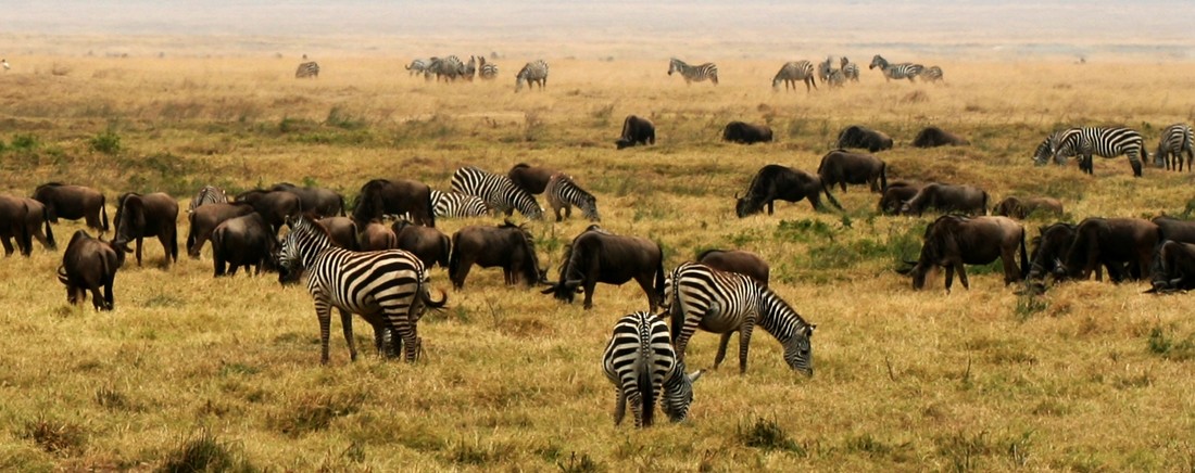 Afrikaanse savanne
