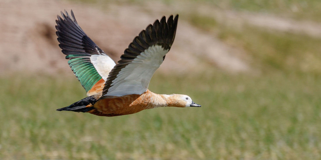 Brahminy Duck