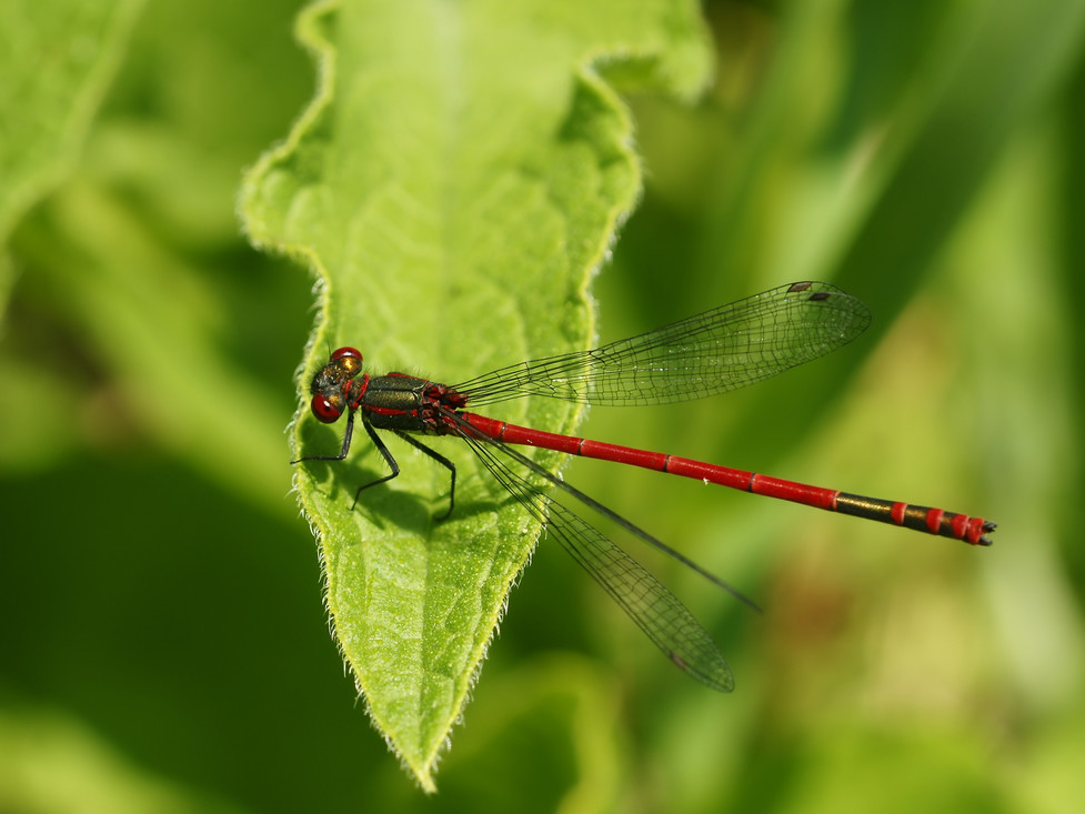 Juffer Pyrrhosoma nymphula