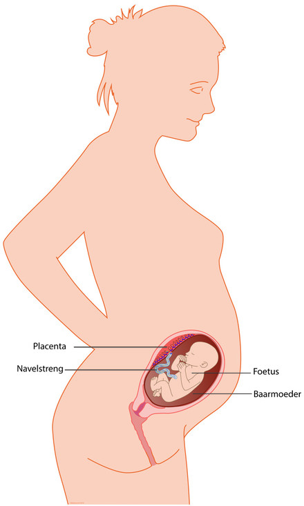 Locatie placenta