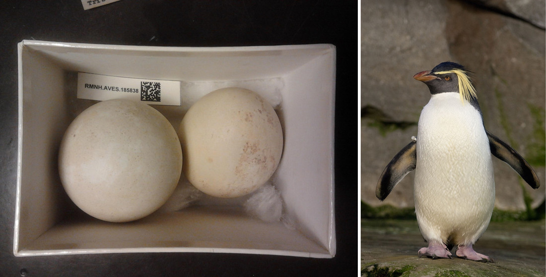 Collectie van Naturalis: Eudyptes chrysocome moselegyi eieren