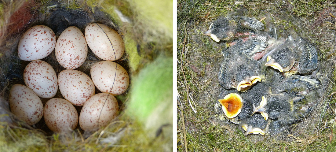 De eieren van de koolmees (Parus major) en jonge koolmeesjes die wachten op voedsel
