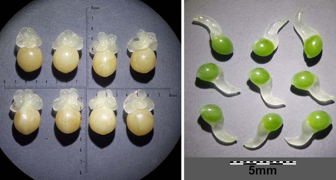 Links: De ruige veldbies, Luluza pilosa, heeft groen tot bruine zaden met daaraan doorzichtige mierenbroodjes. Rechts: De sterhyacint (zoals de Scilla vindobonensis) heeft lichtgele zaadjes waaraan kronkelige doorzichtige mierenbroodjes zitten. 