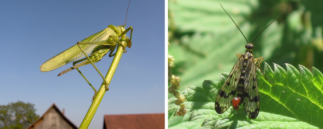 Sabelsprinkhaan (Tettigoniidae) & schorpioenvlieg (Panorpa communis) 