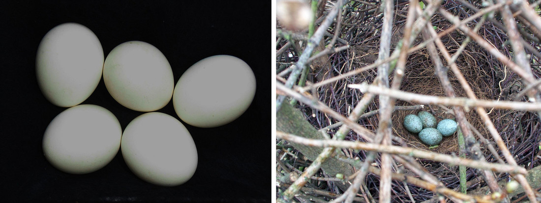Witte eieren van de kerkuil (Tyto alba) en blauw eieren van de ekster (Pica pica)
