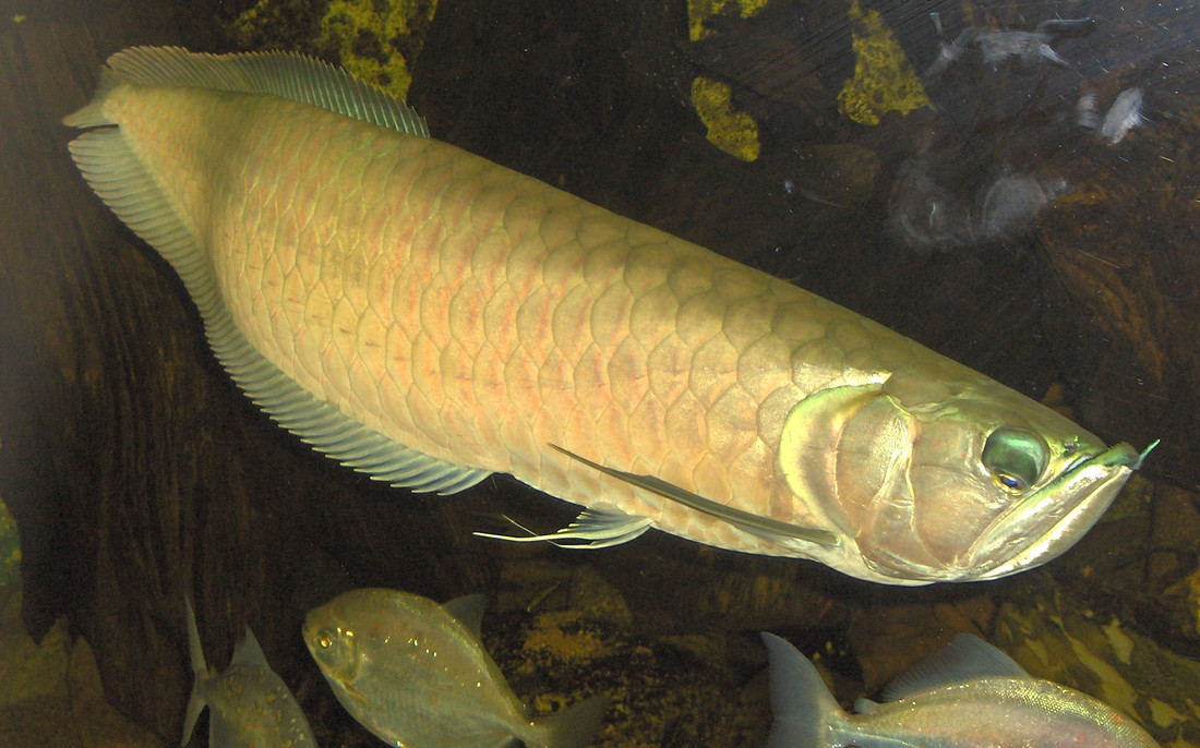 Arowana-vis