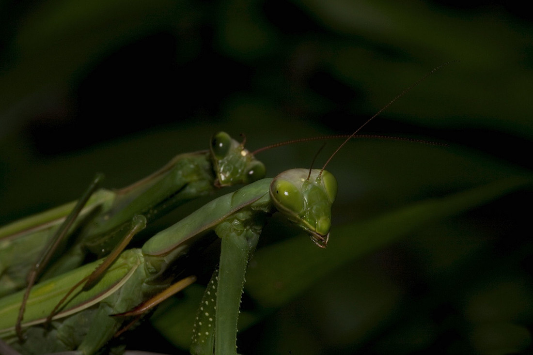 Mantodea