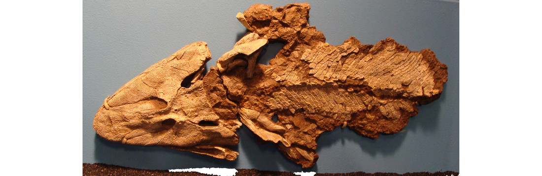 Tiktaalik